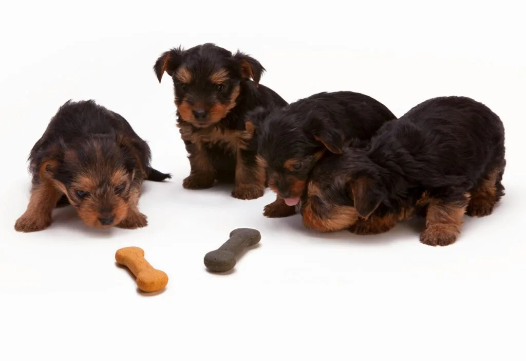 7 Words That Dogs Can Understand (And 4 That No Dog Can)