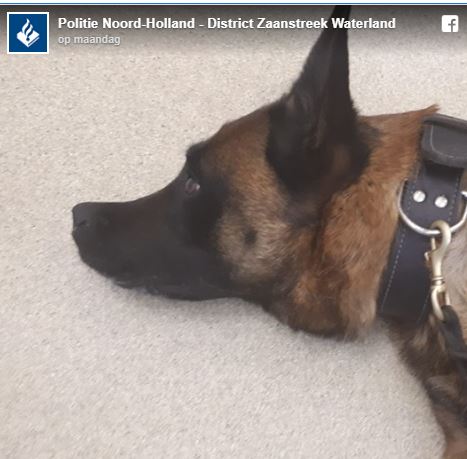 Hund ins Wasser lassen krank