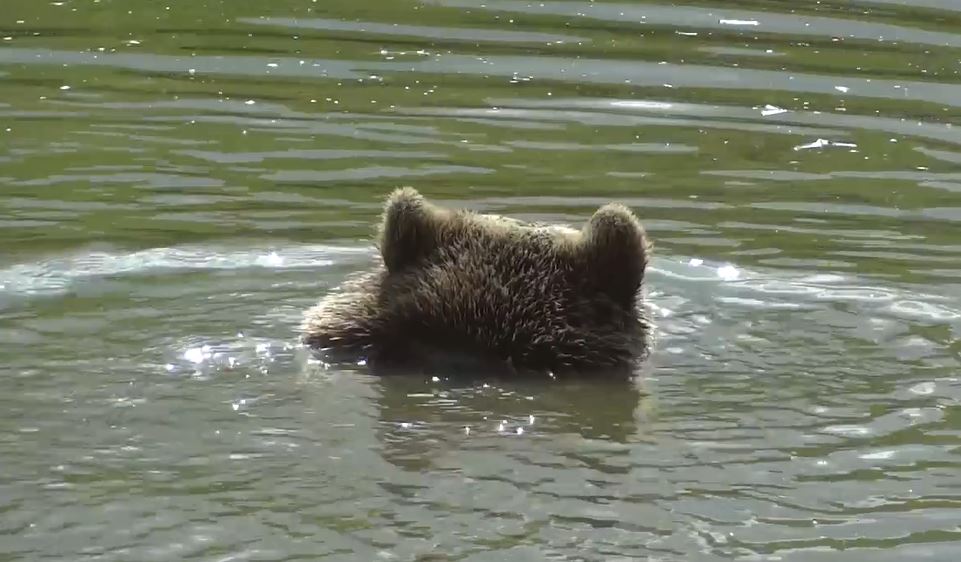 Bärenmutter lässt erschöpfte Jungen zum Ertrinken hinter sich; bis Angler diesen Rettungsversuch starten