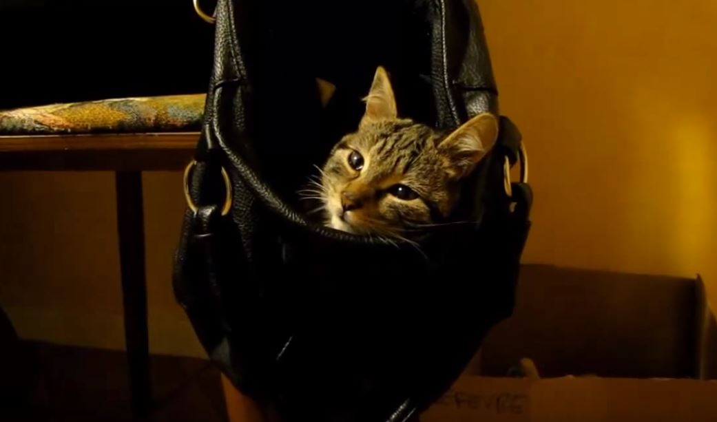 KAtzen schlafen