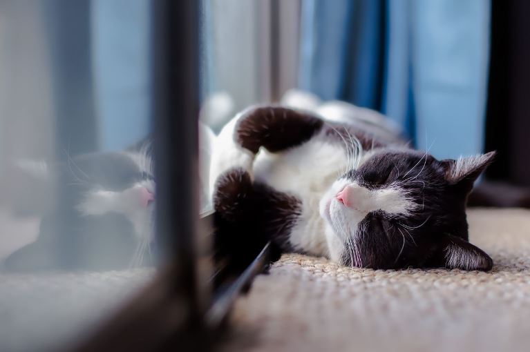 Katzen schlafen