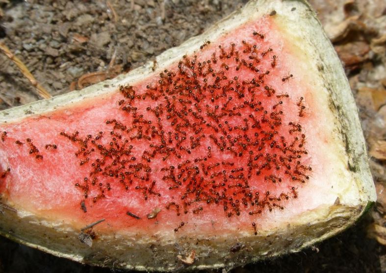 Hast du Silberfische, Fruchtfliegen oder Ameisen im Haus? DAS kannst du dagegen tun!