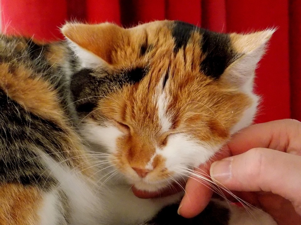 Katzenschnurren hat diese unglaubliche Wirkung auf den menschlichen Körper!