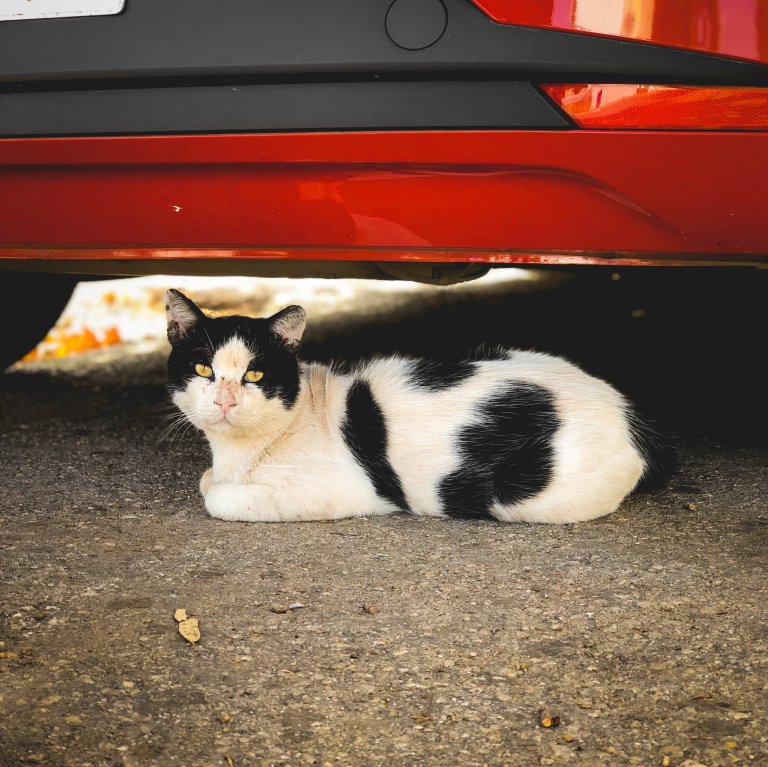 Klopfe immer zuerst auf die Motorhaube, bevor du losfährst. Es hat einen guten Grund!