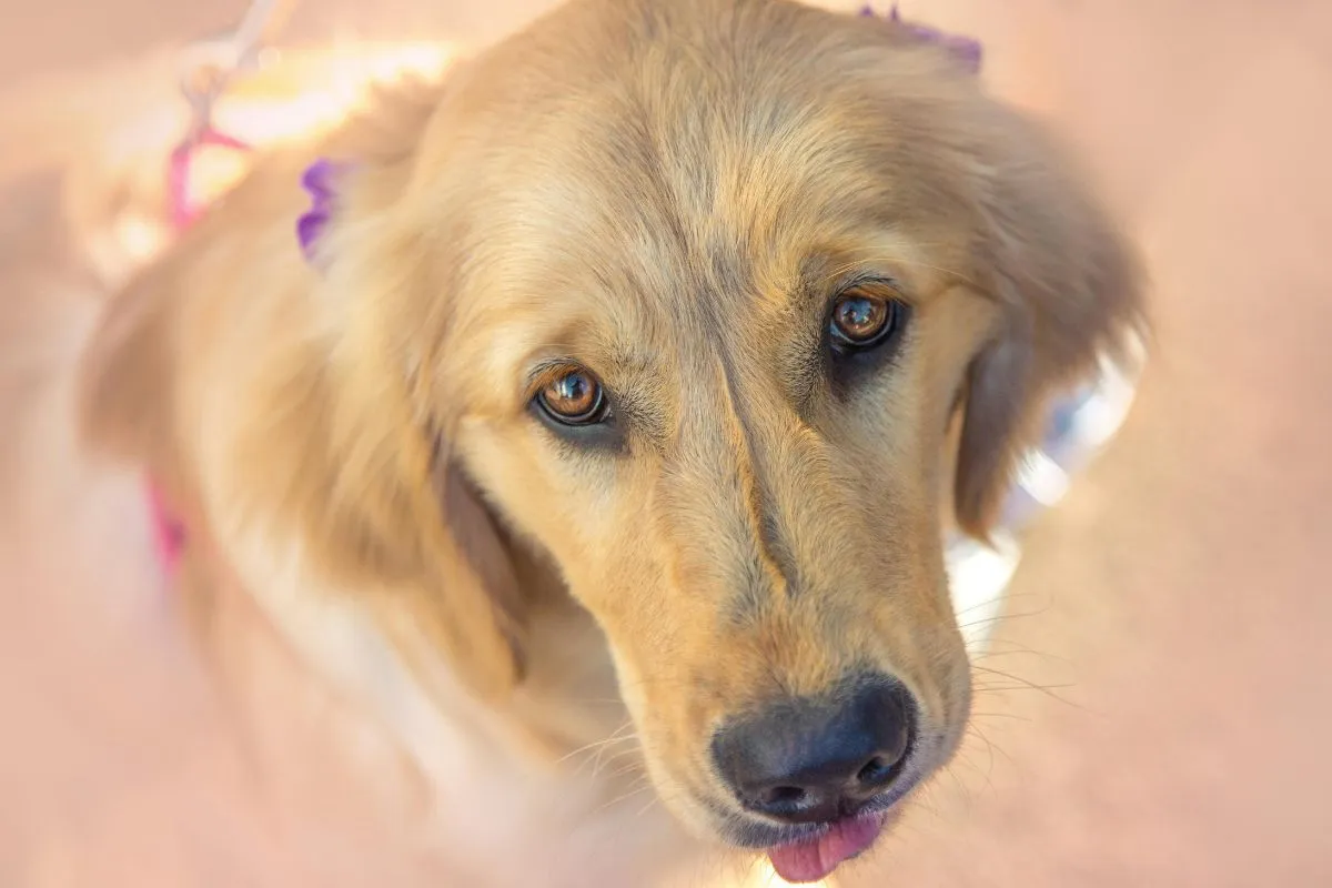 7 Words That Dogs Can Understand (And 4 That No Dog Can)