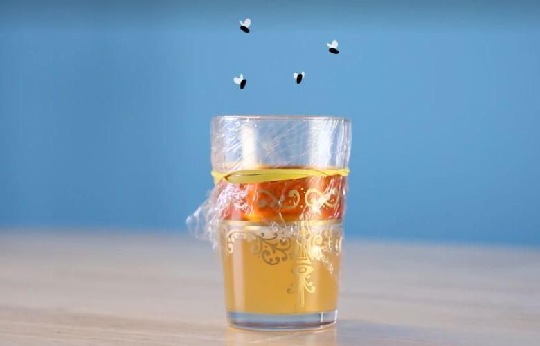 Das sind die 5 effektivsten Fallen gegen Fruchtfliegen