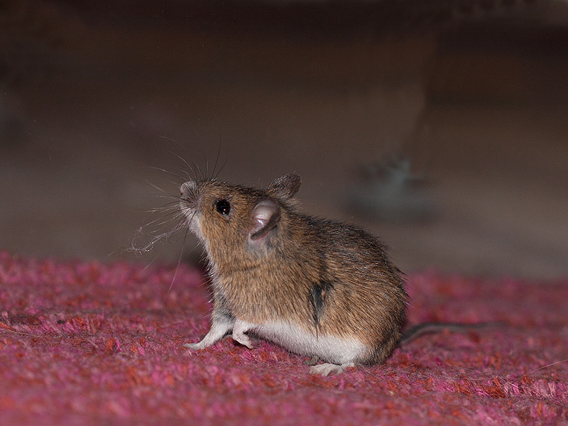 Maus im Haus? SO wirst du sie auf eine tierliebe und effektive Art und Weise los!