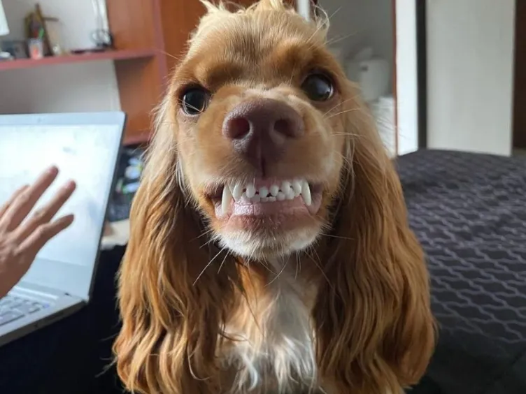 Was sagt Ihr Hund wirklich? Entdecken Sie 43 Tipps, um den Hundecode zu knacken!