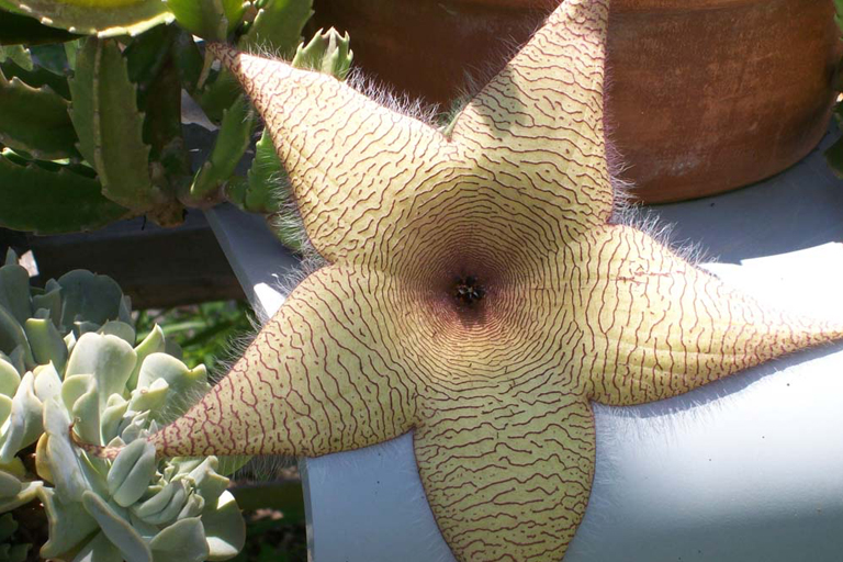Take A Look At These Plants Found Around The Globe