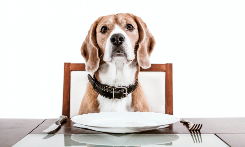 Isst dein Hund auch immer viel zu schnell? Probiere dann diesen Trick einmal aus! Es kann so einfach sein!