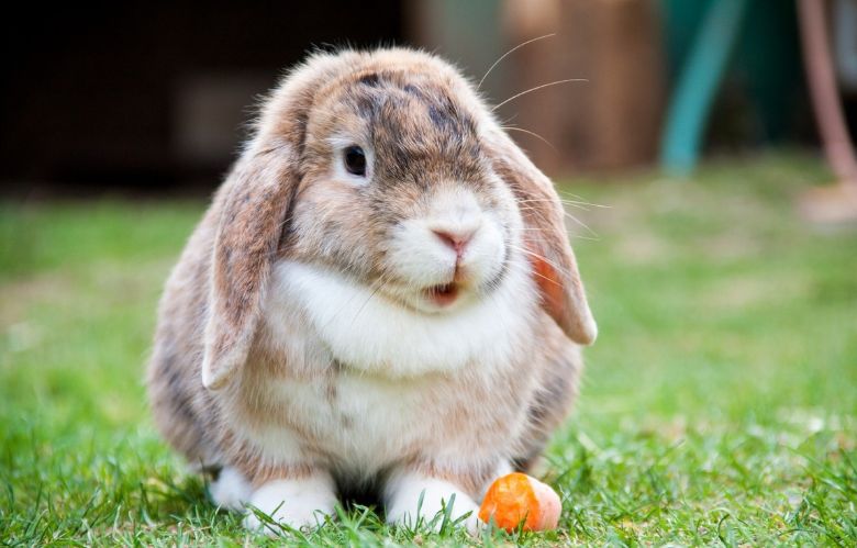 Tierschutz warnt: Bei Hitze wird diese Fliege zur großen Gefahr für Kaninchen