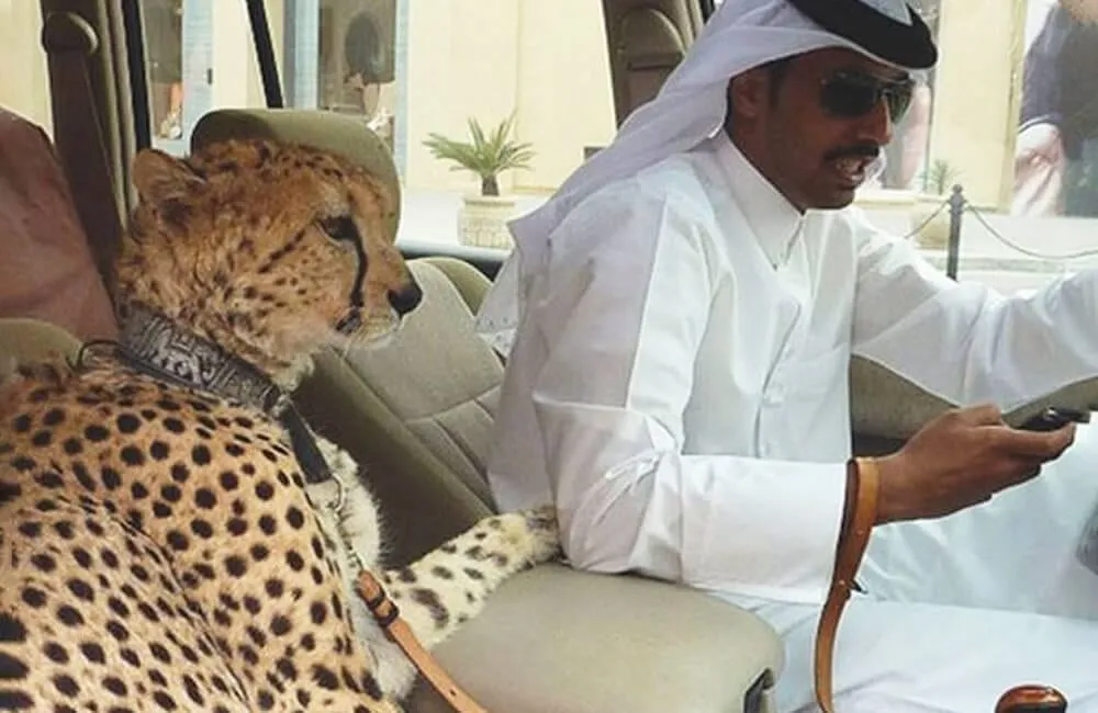 47 verrückte Dinge, die es nur in Dubai gibt