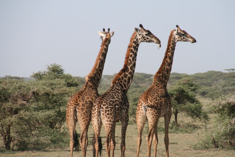 Dieser Giraffe wurde in freier Wildbahn gesichtet – Tierarzt nach Untersuchtung schockiert