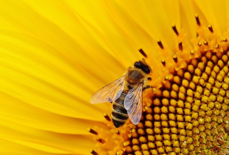 bienen