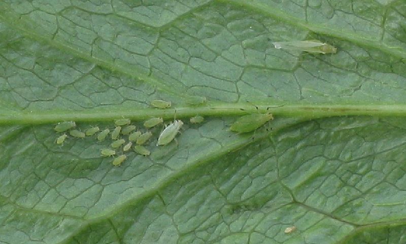 Nerven dich Blattläuse im Garten und auf deinen Pflanzen? DAS hier könnte helfen!