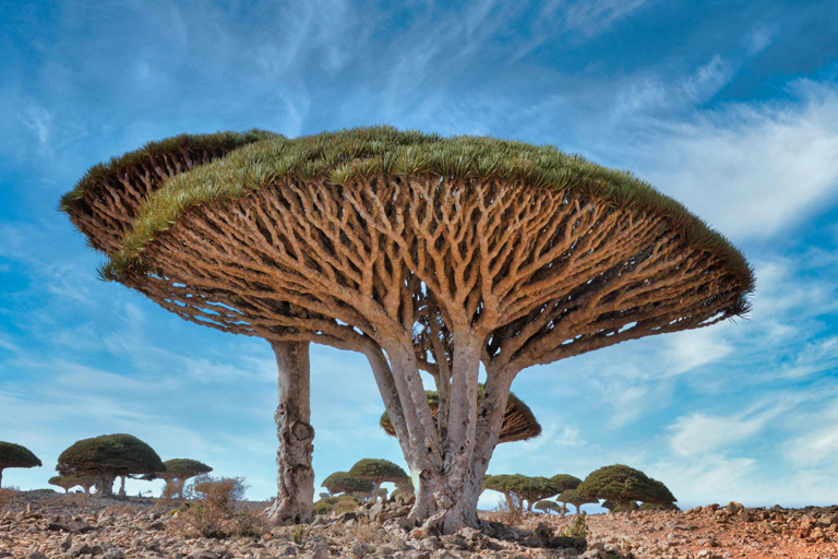 Take A Look At These Plants Found Around The Globe