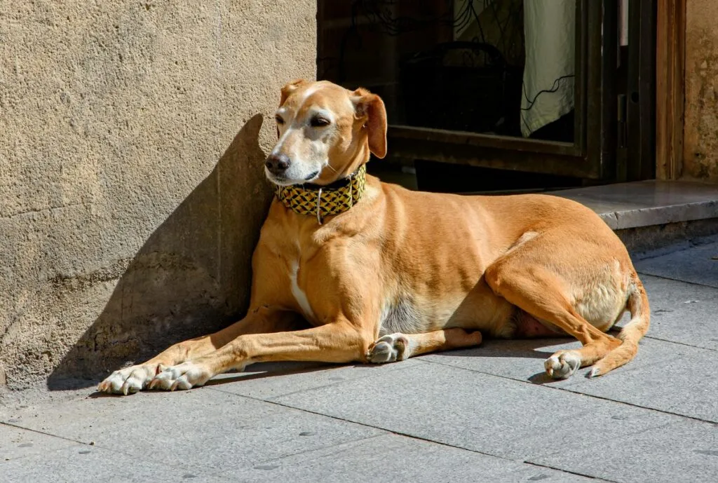 7 Words That Dogs Can Understand (And 4 That No Dog Can)