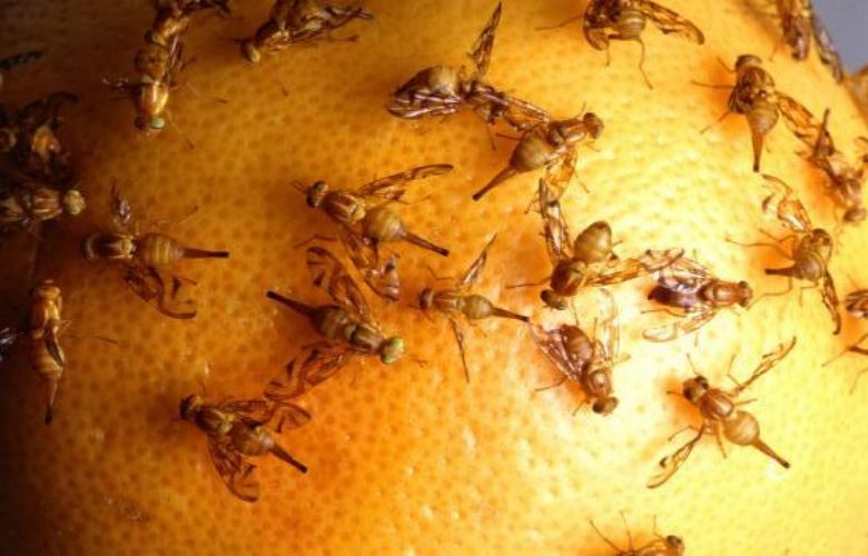 Sind bei dir im Haus immer noch abnormal viele Fruchtfliegen? Das ist der Grund.