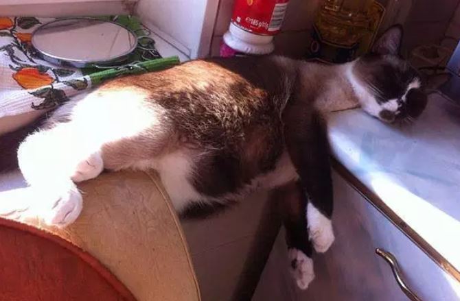 24 Katzen schlafen an den unmöglichsten Orten: pass' ich rein, da schlaf' ich auch!