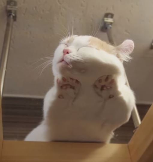 Katzen schlafen