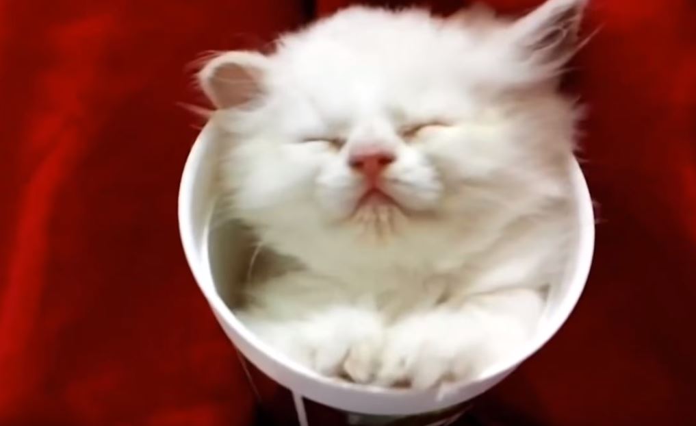 Katzen schlafen