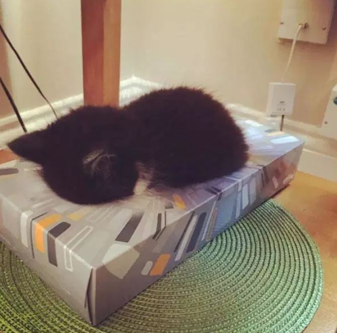 Katzen schlafen