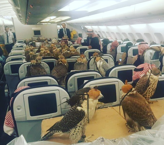 Warum 80 Raubvögel ein Flugticket bekamen