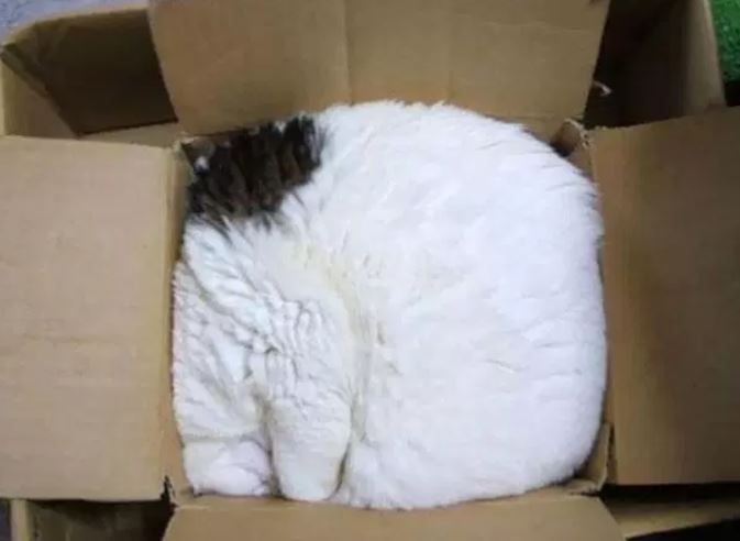 Katzen schlafen