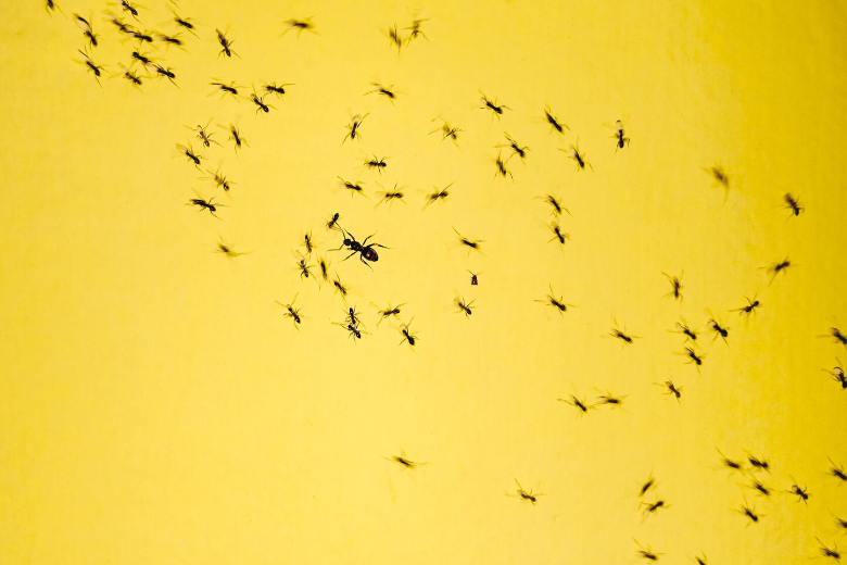 Entomologe: So werden Sie Ihr Haus von Ameisen befreien - für immer!