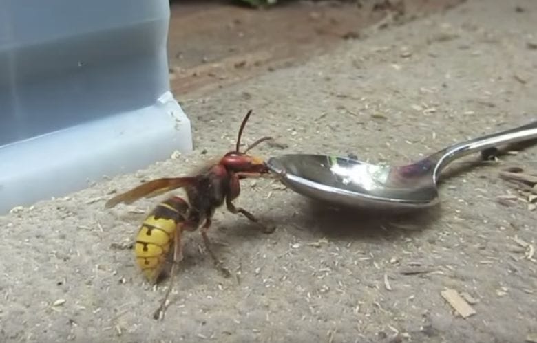 Wie gefährlich ist die Hornisse wirklich und was muss man tun, wenn man gestochen wird?