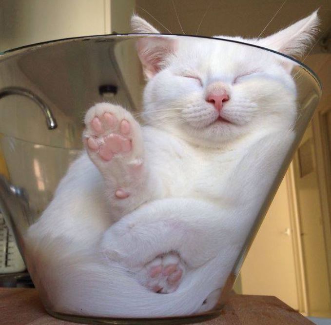 Katzen schlafen