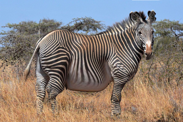 Dieser Zebra wurde in freier Wildbahn gesichtet – Tierarzt nach Untersuchtung schockiert