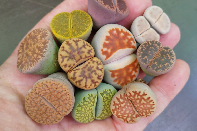 These Plants Found Around The Globe Are Amazing