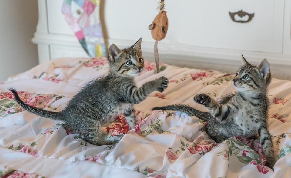 7 spielerische Ideen, damit deine Katze beschäftigt bleibt und nicht auf dumme Gedanken kommt (wie die Möbel zerkratzen!)
