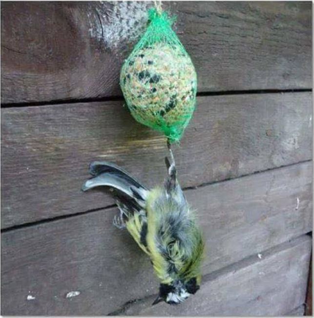 Du hast liebevoll so einen Meisenknödel im Garten aufgehängt? Dann lies das mal!