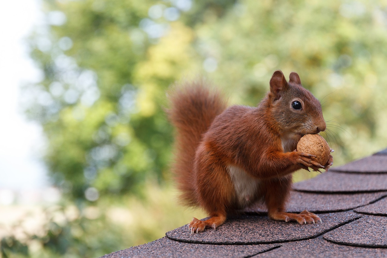 Eichhörnchen in Futternot: So einfach kannst du ihnen jetzt helfen!