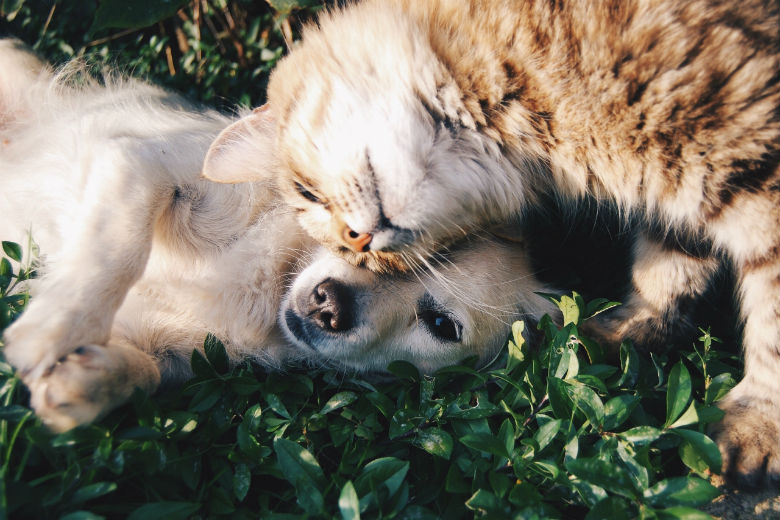 Untersuchungen zur Folge ist dies der Unterschied zwischen Hunde- und Katzenmenschen.