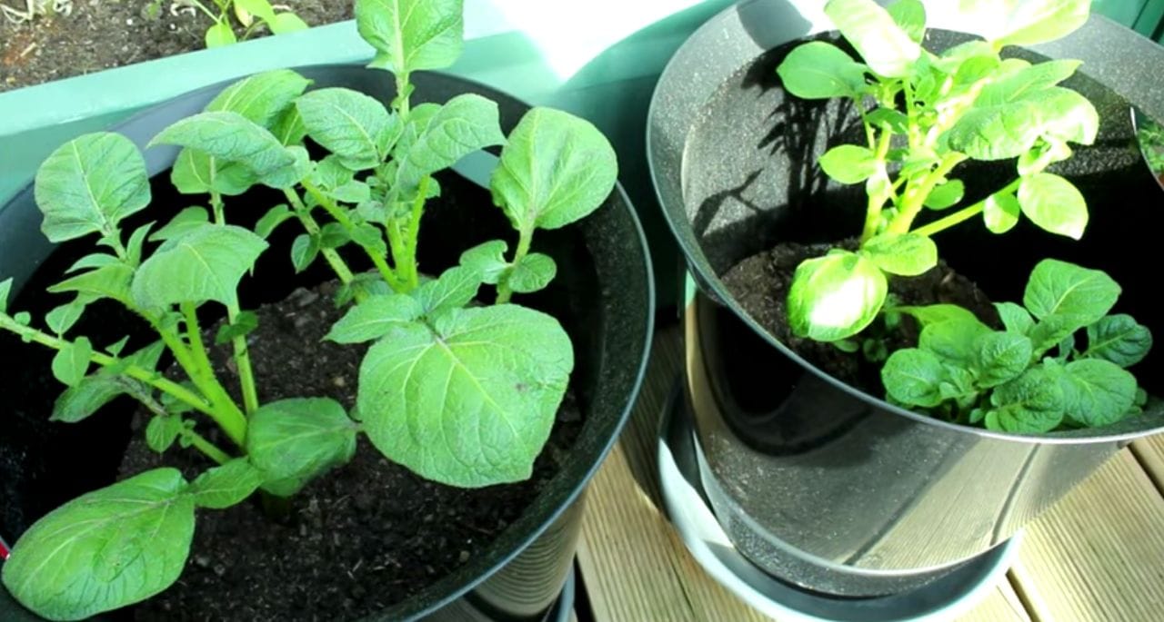 Du brauchst keinen Garten um Kartoffeln anzubauen, nur einen Eimer!