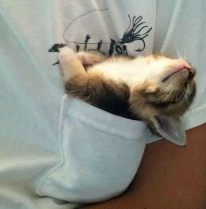 Katzen schlafen