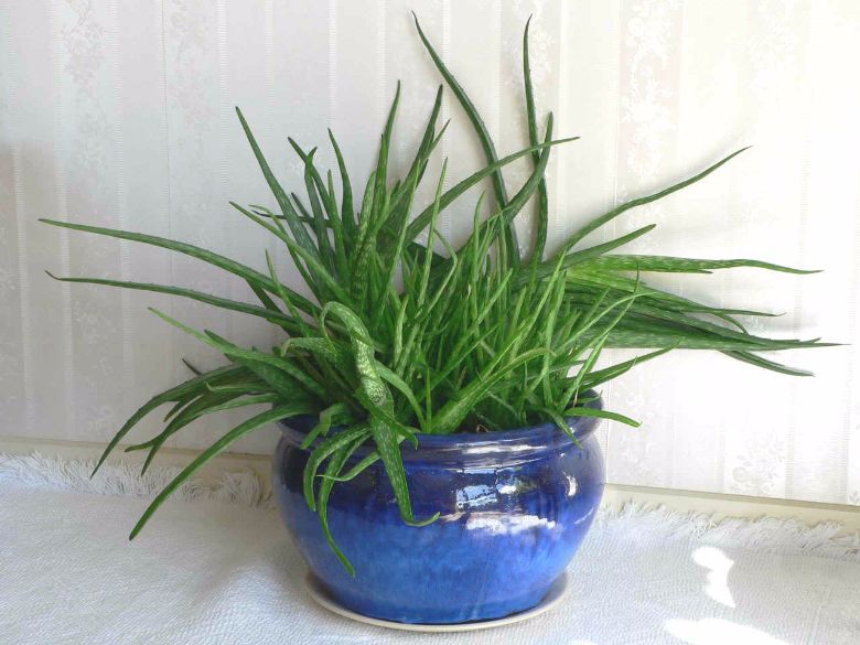 Hole dir mal für 2.50€ eine Aloe Vera Pflanze! Dann kannst du viele unnötige Cremes wegwerfen!