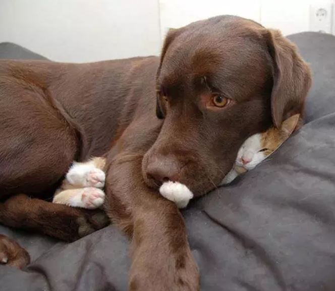 Katzen schlafen