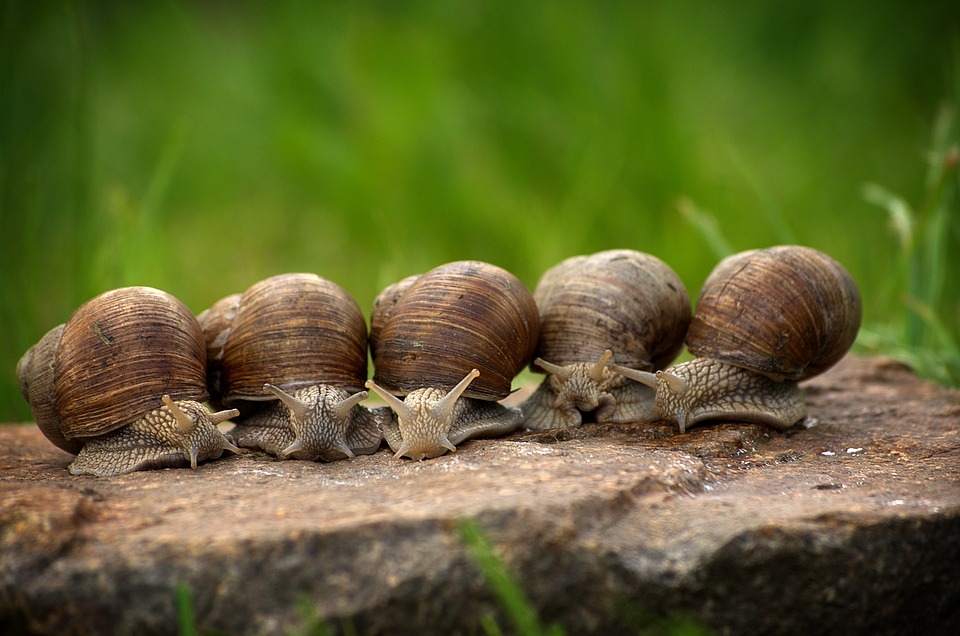 Schneckenplage im Garten? Mit diesem tierfreundlichen Trick machen sie sich vom Acker!
