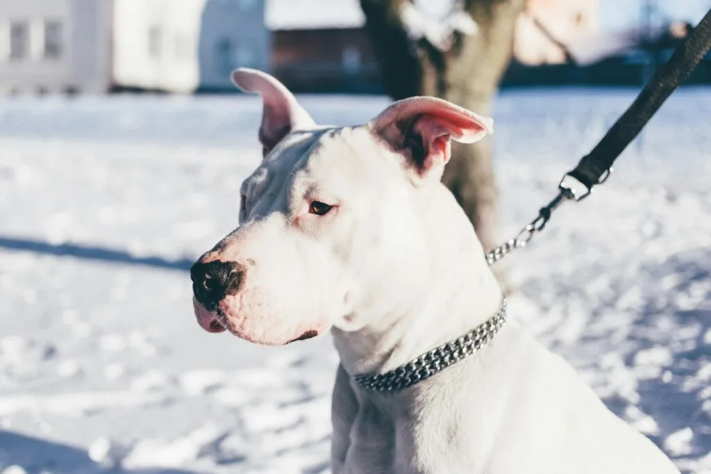 7 Words That Dogs Can Understand (And 4 That No Dog Can)
