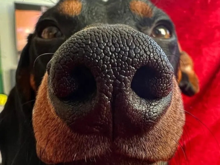 Was sagt Ihr Hund wirklich? Entdecken Sie 43 Tipps, um den Hundecode zu knacken!