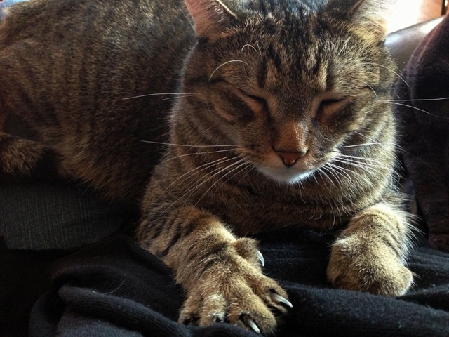Auf diese Weise probieren Katzen dir etwas mitzuteilen. Nummer 5 kannten wir auch noch nicht!