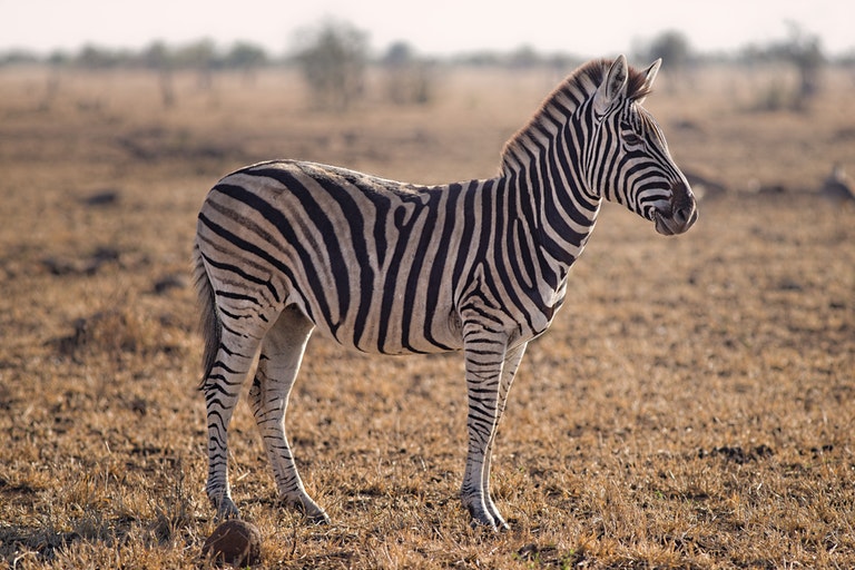 Dieser Zebra wurde in freier Wildbahn gesichtet – Tierarzt nach Untersuchtung schockiert