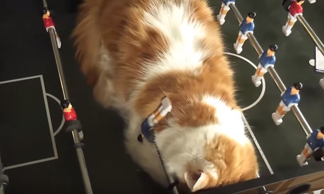 Katzen schlafen