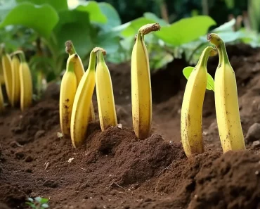 Pflanzen Sie überall in Ihrem Garten Bananen: Was passiert eine Woche später?