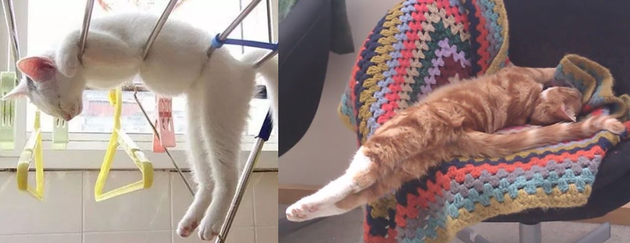 24 Katzen schlafen an den unmöglichsten Orten: pass' ich rein, da schlaf' ich auch!