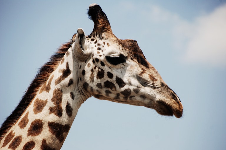 Dieser Giraffe wurde in freier Wildbahn gesichtet – Tierarzt nach Untersuchtung schockiert